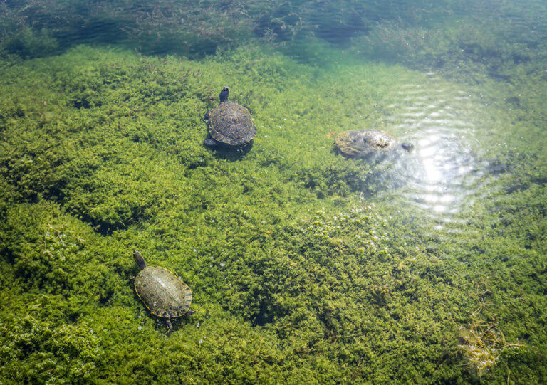 Mexiko Insidertipps Cenote Tulum