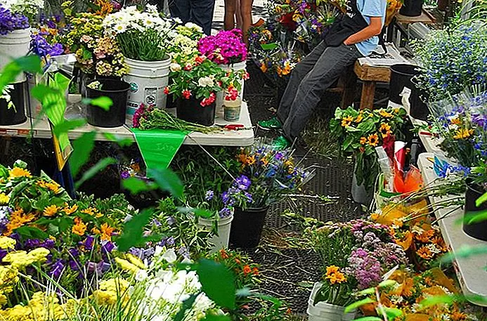Flowers on Display at Don Hankins Saturday Market / photo modified