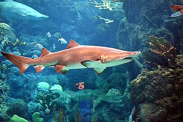 Florida Aquarium Walter / photo modified