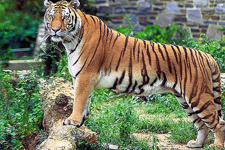 Tiger in Manas National Park