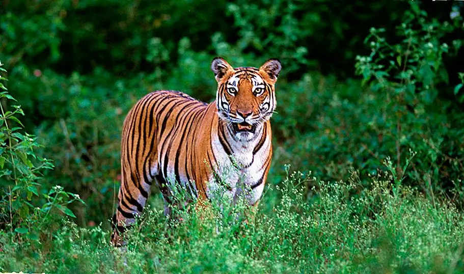 Nagarhole National Park (Photo by Official website)