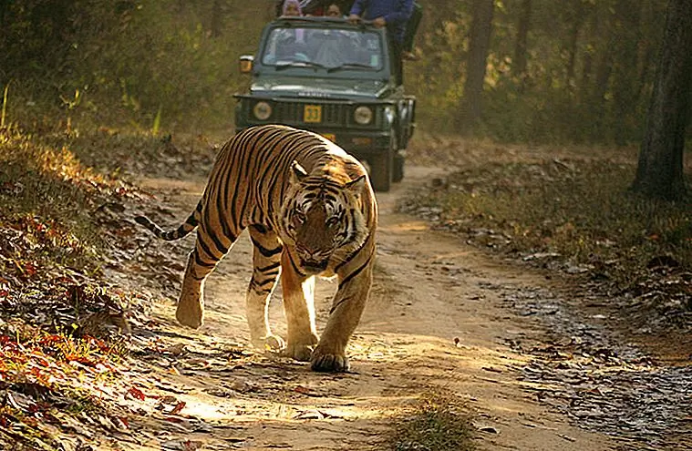 At Simlipal Tiger Reserve (Photo by Dey.sandip)