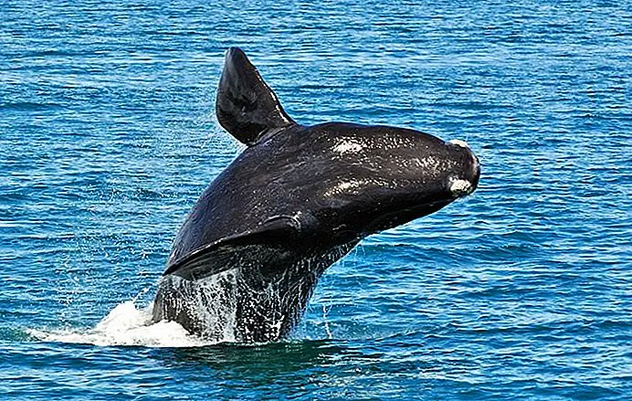 Hermanus: whale watching and water sports