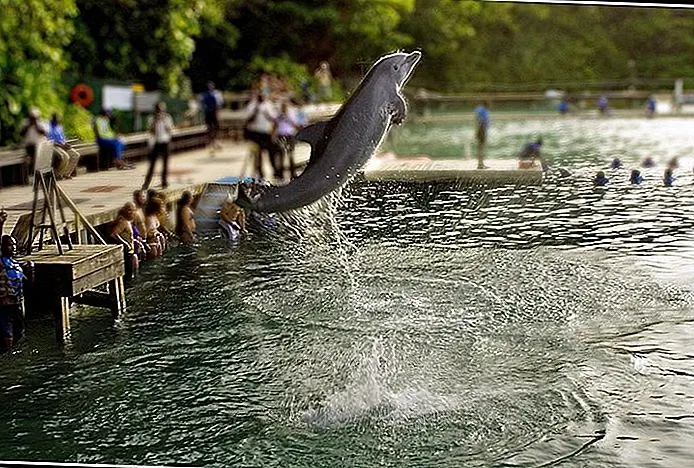 Dolphin Cove too sweet (TM) / photo modified