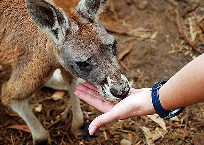 Hand feeding kangaroos