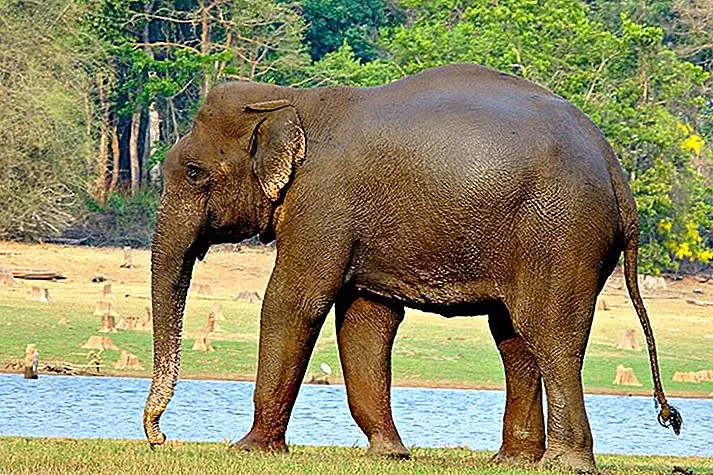 Indian Elephant at Nagarhole National Park (photo door Jayanand Govindaraj)