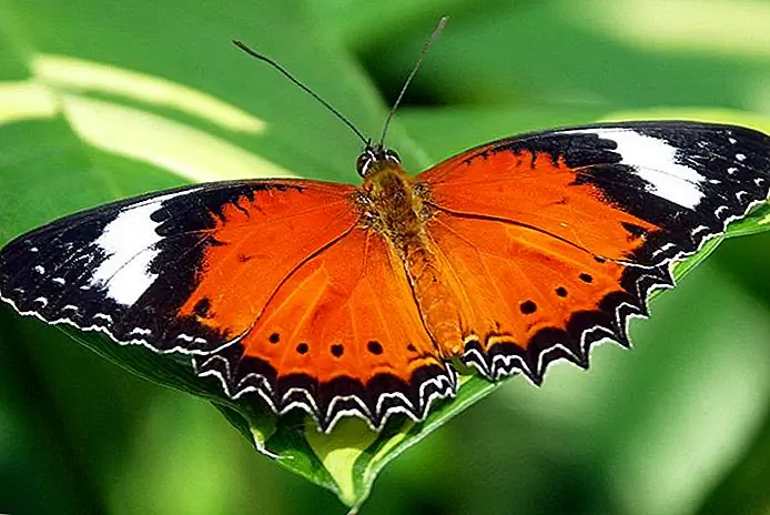 Australian Butterfly Sanctuary Christoph Settgast / photo modified