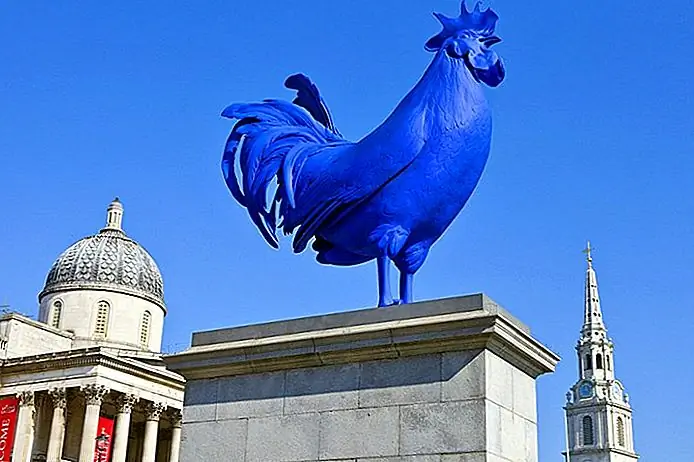 The blue rooster