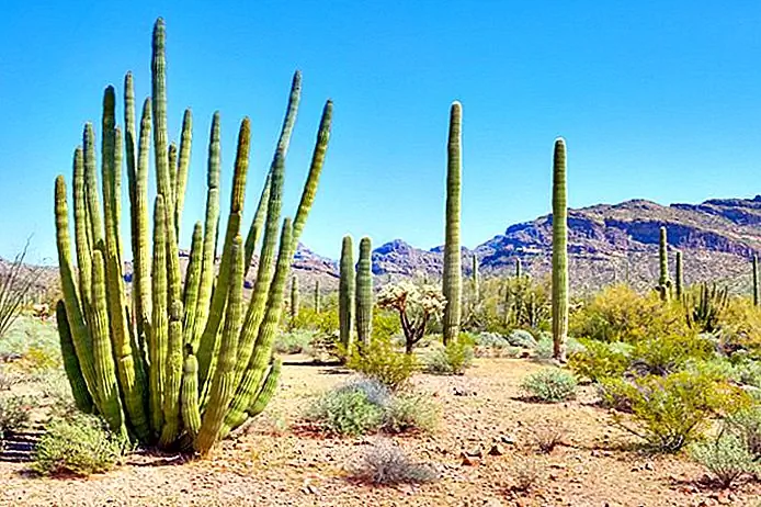 Attractions and Places to Visit in Arizona