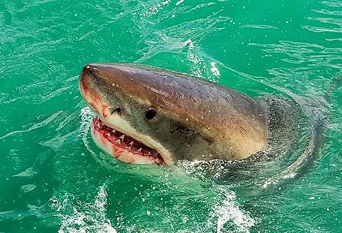 Great White Shark Cage Dives