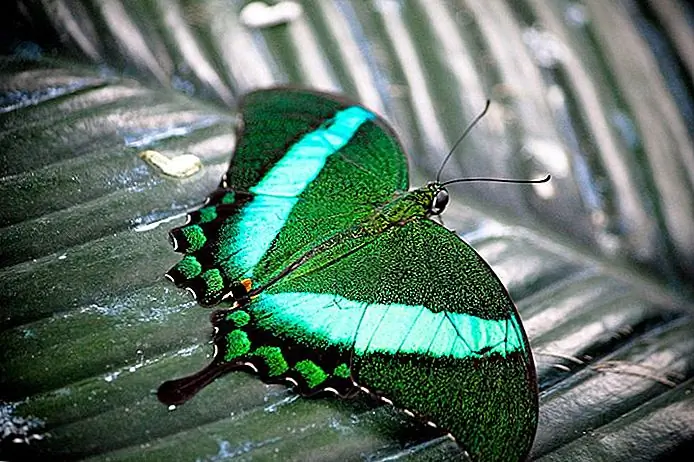 Butterfly Conservatory Nicholas Doumani / photo modified
