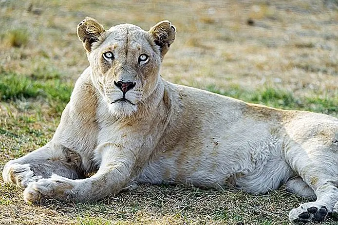 Lion Park, Gauteng Tambako The Jaguar / photo modified