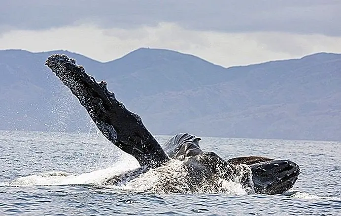 Hop aboard a Whale Watching Cruise