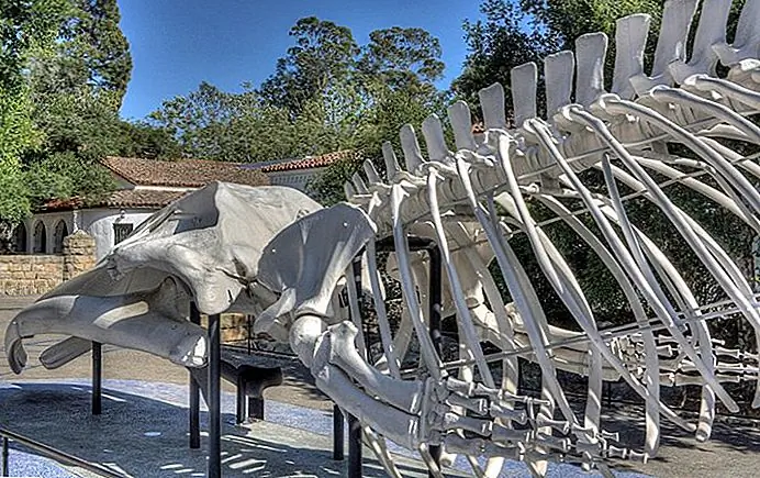 Blue whale skeleton Al R / photo modified