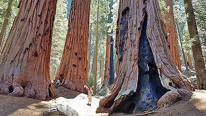 Sequoia National Park | Photo copyright: Lana Law