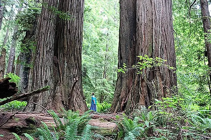 Redwood National and State Parks | Photo copyright: Lana Law