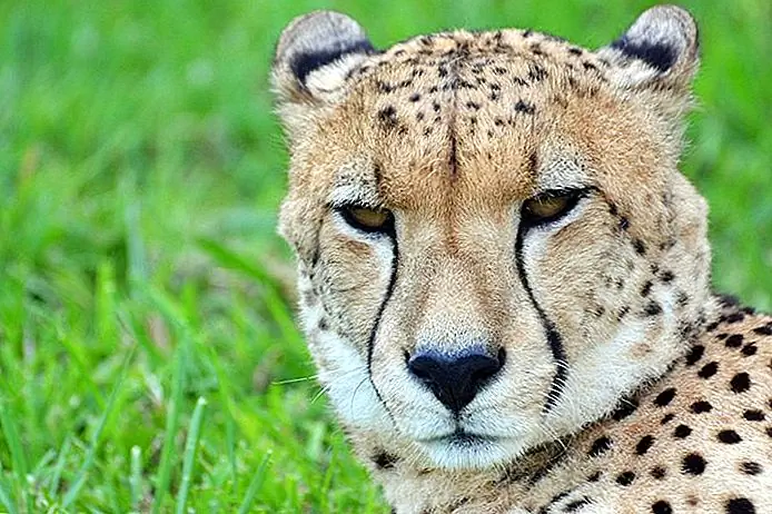 Kwa Cheetah Breeding Project Michael Jansen / photo modified