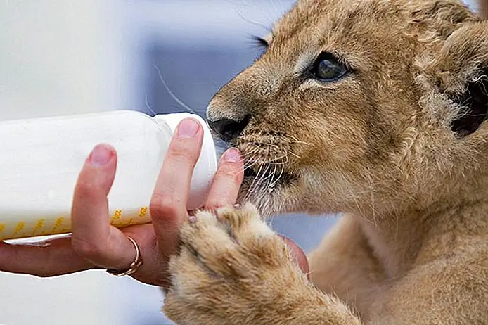 Bottle food lion cub