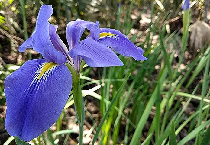 Giant blue iris ilouque / modified photo