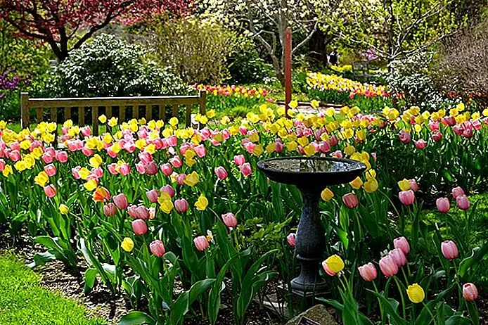 Tulips in the botanical garden