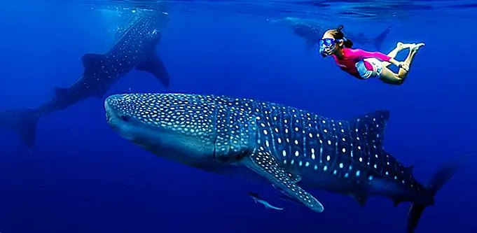 Snorkeling with a whale shark