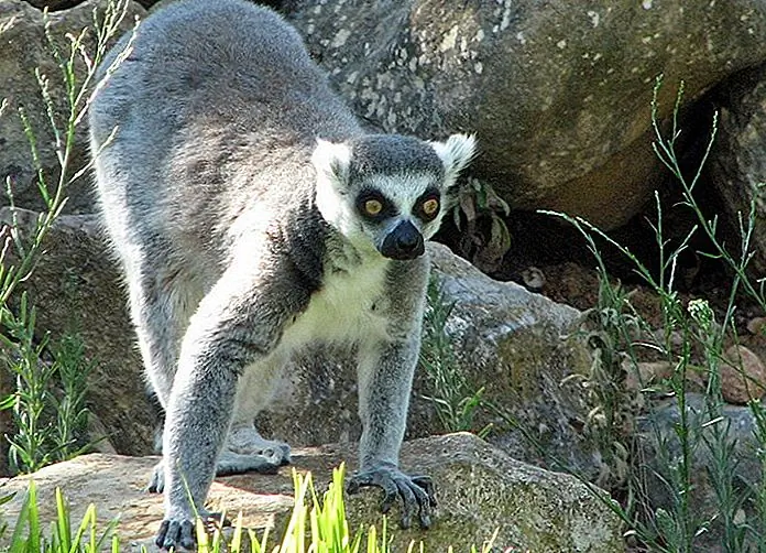 Lemur at Lagos Zoo Glen Bowman / photo modified