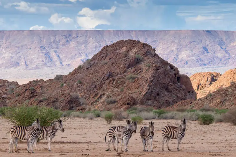 Zebras Kalahari Desert