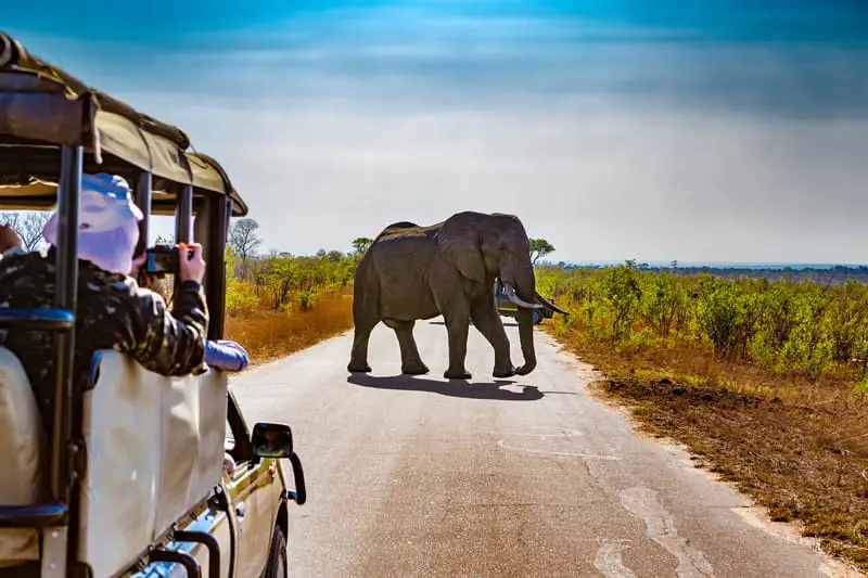 Kruger National Park Elephant Safari - South Africa What to Visit - What to Visit South Africa