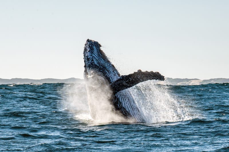 whale watching - south africa what to do see visit