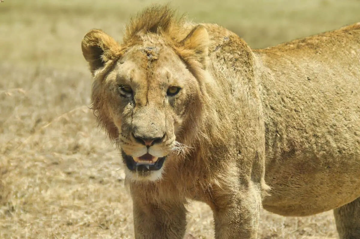 Lioness Ngorongoro
