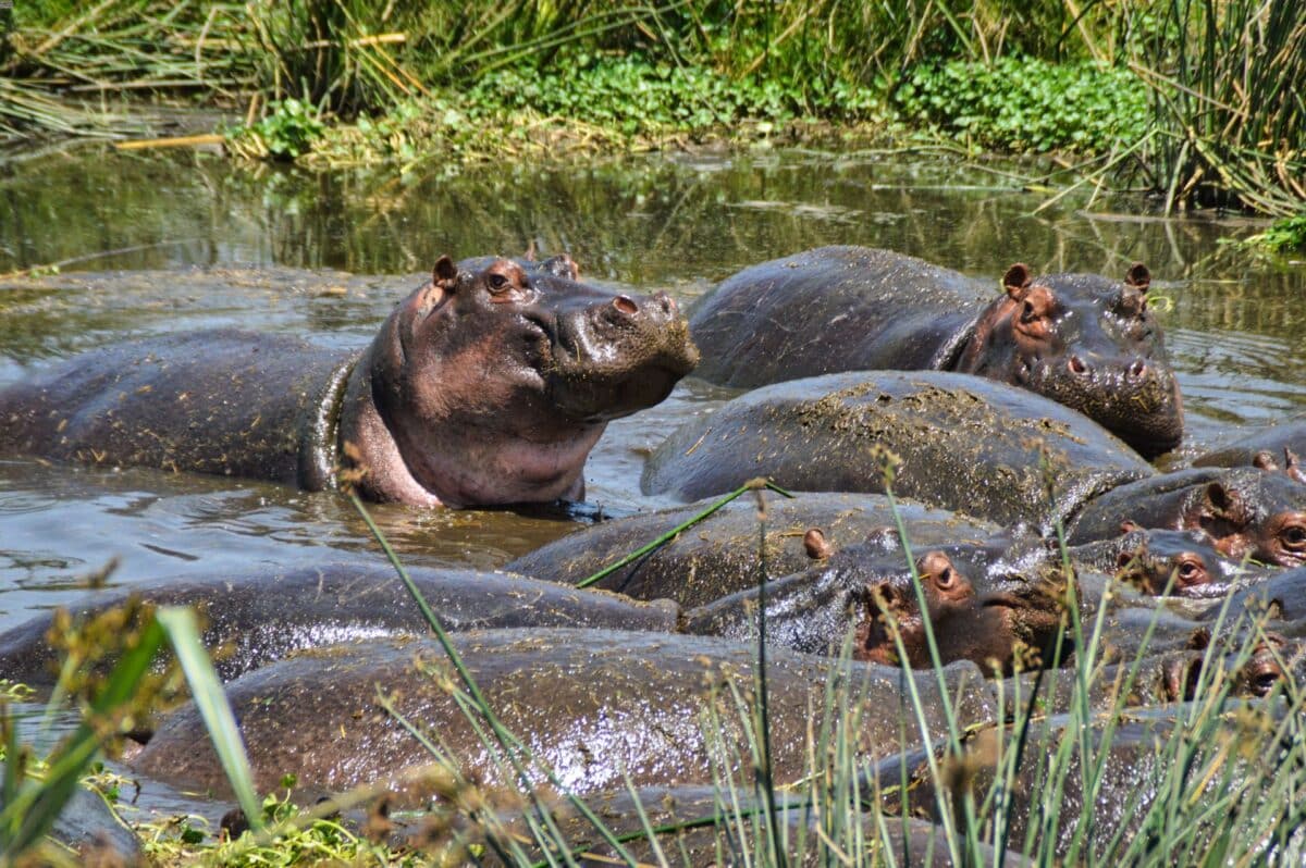 hippos lake Ngorongoro