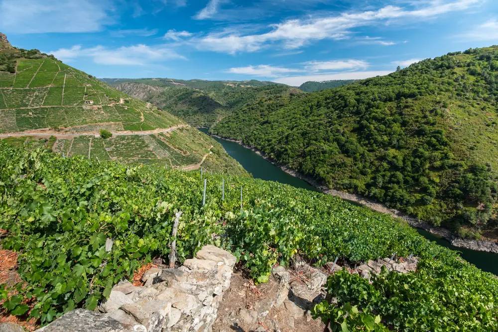 The vineyards of Ribeira Sacra in Galicia