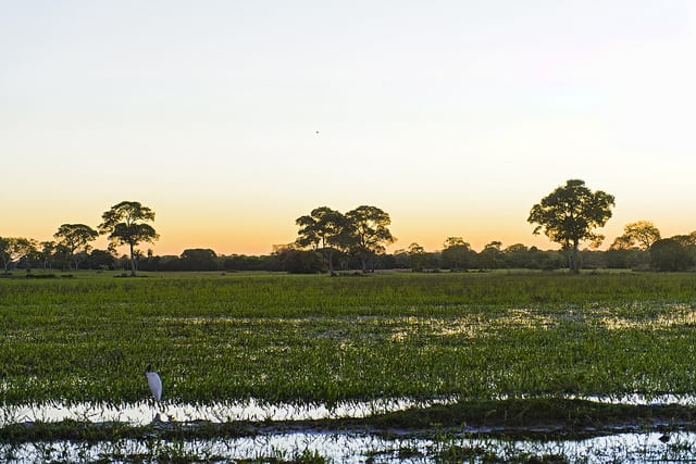 Pantanal - Brazil