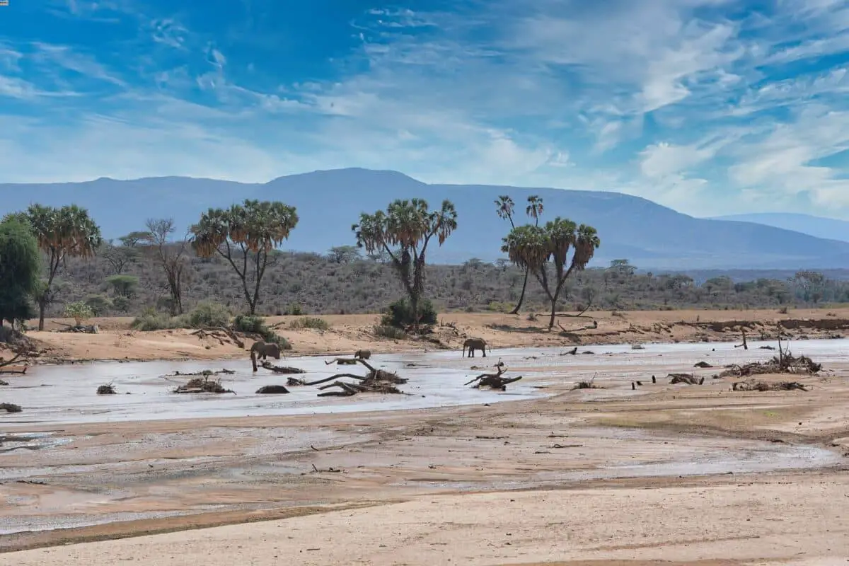 Parco Samburu Kenya