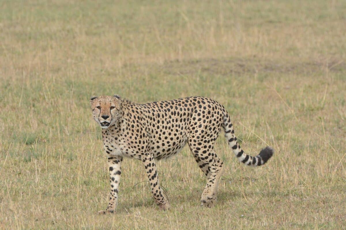 cheepardo Maasai Mara