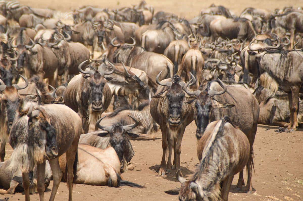 Group of wildebeests in the Serengeti