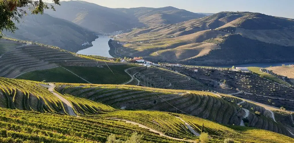 Panoramic photo of the Douro valley planted with vineyards.