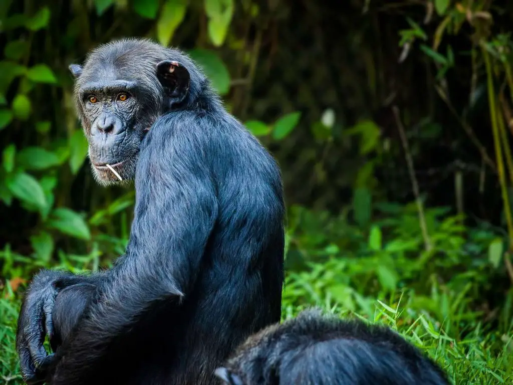 chimpanzees tanzania