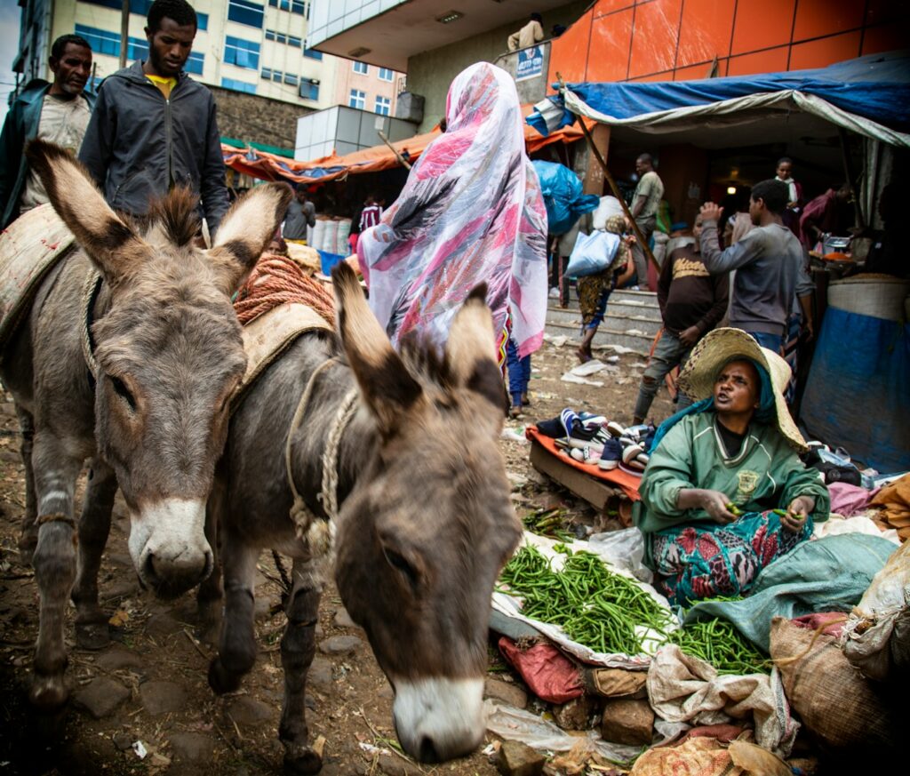 woman in green dressed sitting beside green vegetable and two gray donkey's