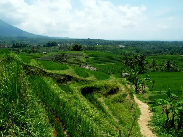 things to do and see in Bali