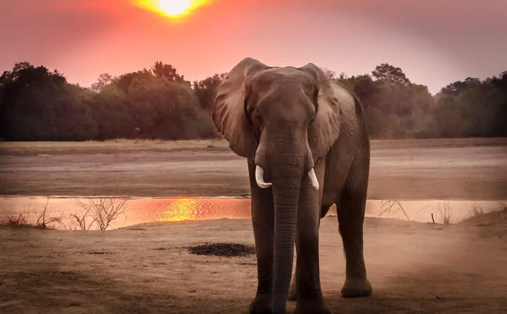 Wildlife Photography of Elephant during Golden Hour