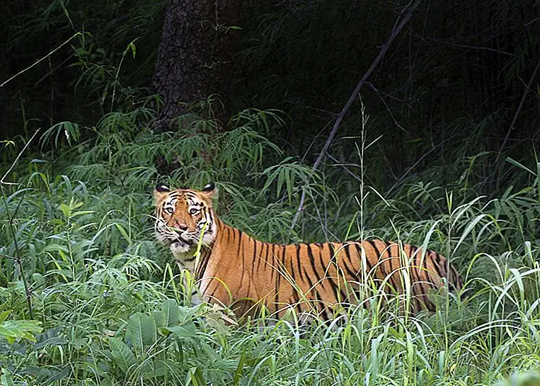 Tiger Central- Tadoba-Andhari Tiger Reserve