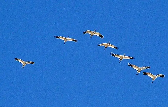 Kraanvogels USFWS Mountain-Prairie / gemodificeerde foto