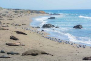 Where to see seals in California