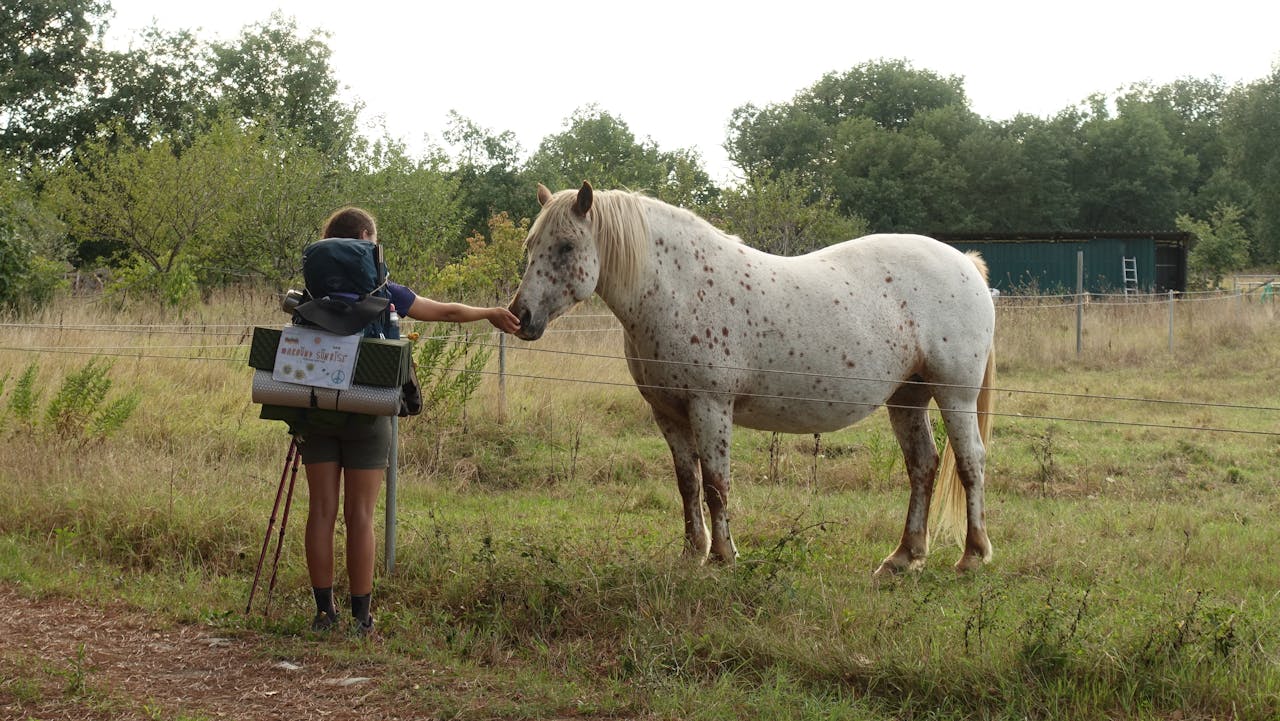 Person with backpack petting a spotted horse in a grassy field, showcasing rural travel.